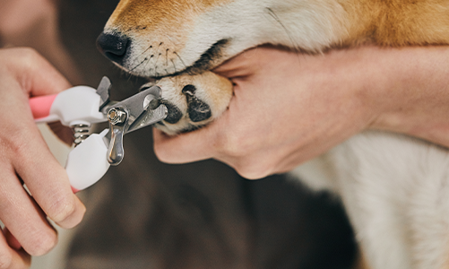 공지사항이미지2