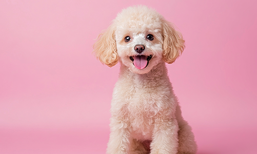 공지사항이미지3