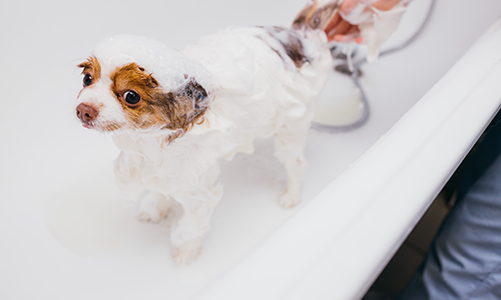 공지사항이미지1