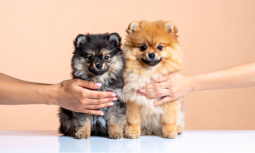 공지사항이미지2