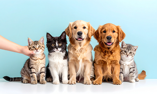 공지사항이미지3